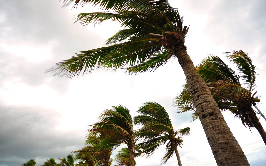 The image is looking up at multiple palm trees. A strong wind is blowing the fronds.